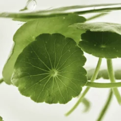 Light On Serum Centella + Vita C