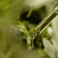 Mugwort Serum