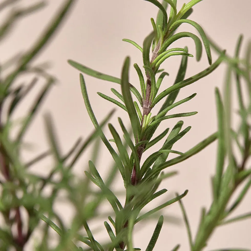 Rosemary Relief Gel Cleanser