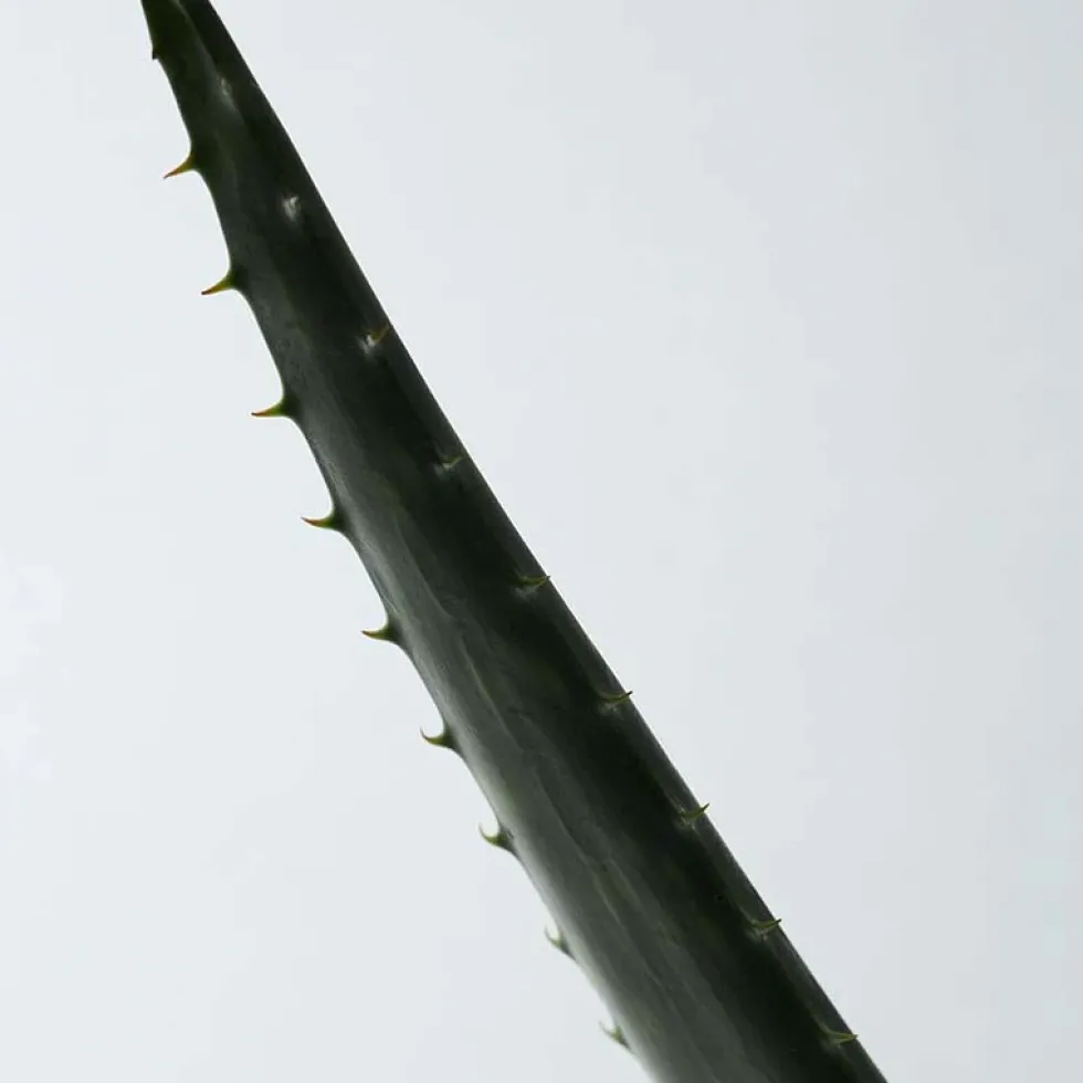 Soothing Aloe Vera Gel